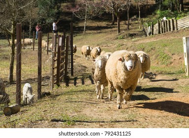 Pack Of Sheep Running In Farm