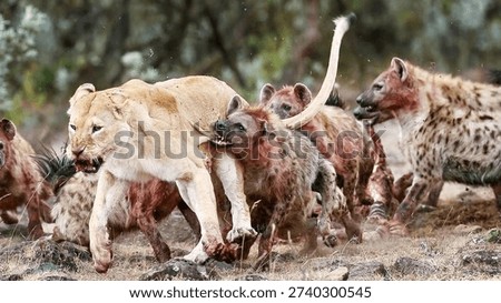 Pack of spotted hyenas attacking and biting the tail of a lone lioness.