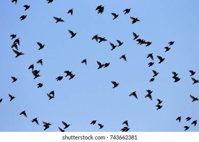 A Pack Of Starlings In The Blue Sky Of Rome. Migratory Birds