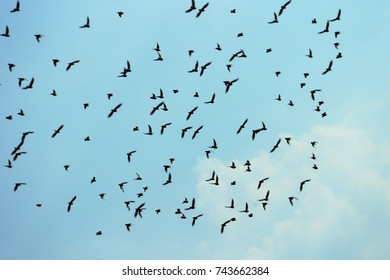 A Pack Of Starlings In The Blue Sky Of Rome. Migratory Birds