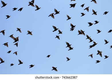 A Pack Of Starlings In The Blue Sky Of Rome. Migratory Birds 