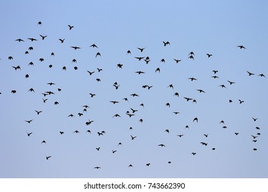 A Pack Of Starlings In The Blue Sky Of Rome. Migratory Birds