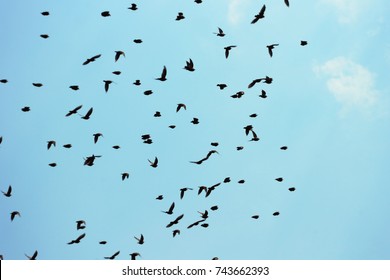 A Pack Of Starlings In The Blue Sky Of Rome. Migratory Birds