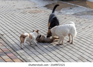 Pack of stray dogs sniffing small puppy. Puppy lay down on his back and offered adult dogs his stomach as sign of submission. Topic - hierarchy in pack of stray dogs