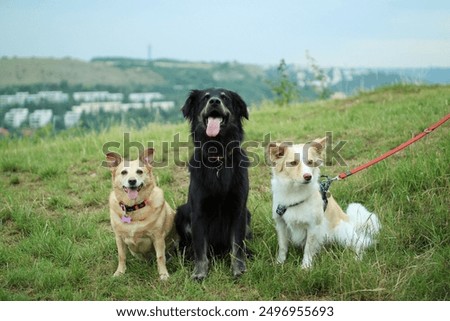 A pack of three friendly adopted dog sits on meadow.