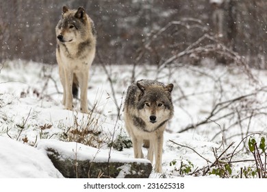 Pack Of Timber Wolves