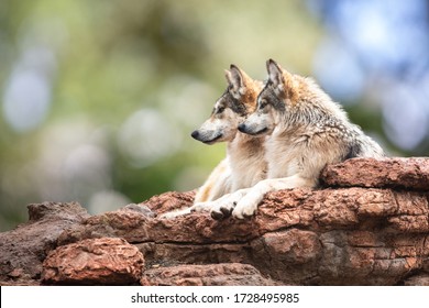 メキシコオオカミ の画像 写真素材 ベクター画像 Shutterstock