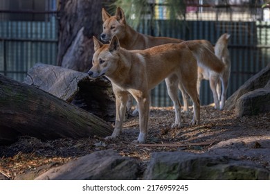 A Pack Of Two Dingoes (Canis Lupus Dingo) Or (Canis Familiaris) Looking Towards The Left And A Third Animal At The Back.