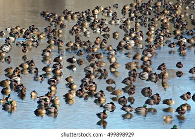 Pack of various ducks floating on a pond of a protected area. Bird group. Piedmont. Italy.