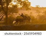 A pack of wild dogs getting ready to hunt at dusk