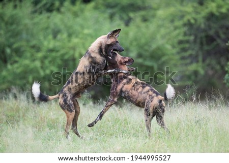 A pack of Wilddogs playing and practicing their fighting skills on a safari in South Africa