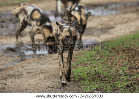 Pack of wilddogs ready for hunting