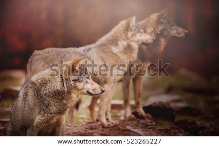 Pack of Wolf in the Autumn Forest Watching Something in the Distance on the Blurred Background 