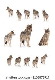 pack of wolves (canis lupus) isolated on snow on a white background