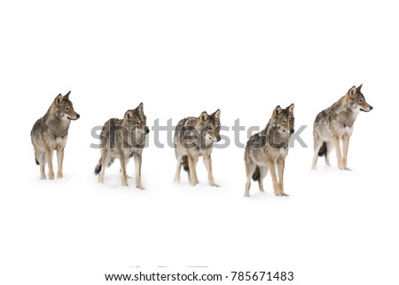 pack of wolves  (canis lupus) isolated on snow on a white background