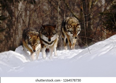 Pack Of Wolves (canis Lupus) In Winter, Wolfs Running In Snow, Attractive Winter Scene With Wolves , Beautiful Winter Landscape With Wolves  