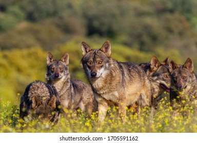 Pack Of Wolves In Freedom