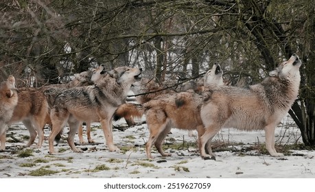 a pack of wolves howling together calling the alpha 2024 september 