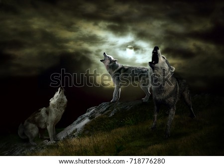a pack of wolves on a dark night
