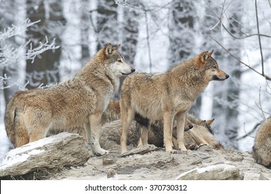 a pack of wolves in snow