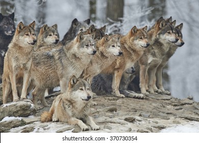 a pack of wolves in snow - Shutterstock ID 370730354
