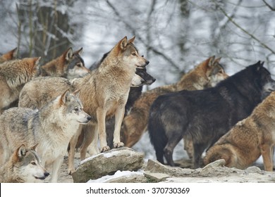 A Pack Of Wolves In Snow