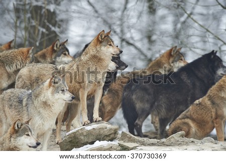 a pack of wolves in snow