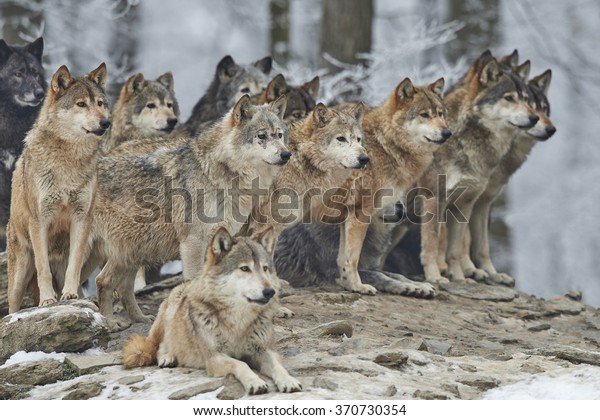 a pack of wolves in\
snow
