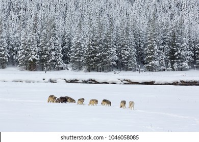 A Pack Of Wolves In Yellowstone National Park, USA. The Wolves Are Hunting In A Snow-covered Hayden Valley, In Winter.