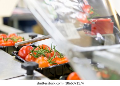 Packages Of Ripe Red Vine Tomatoes On Production Line In A Food Processing Plant