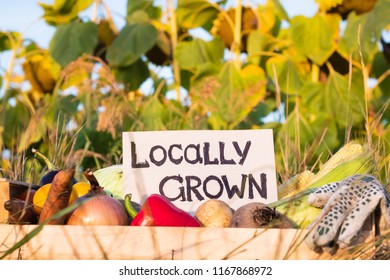 47 Potato And Tomato In One Field Images, Stock Photos & Vectors ...