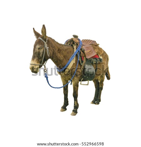 Packed mule resting isolated on white background
