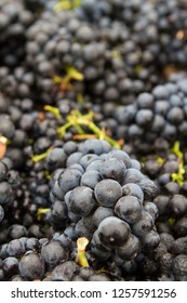 Packed Sweetness - Red Wine Grape Clusters Collected For Crush (harvest). Russian River Valley, California, USA