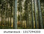 Packed Trees - A look into the forest at Sherwood Forest, Nottingham, UK