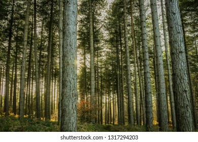 Packed Trees - A look into the forest at Sherwood Forest, Nottingham, UK
