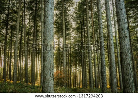 Packed Trees - A look into the forest at Sherwood Forest, Nottingham, UK
