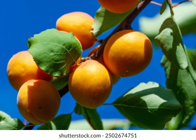 Packed with vitamins, fresh apricots make a juicy and healthy snack. Grow your own apricot trees and get a bountiful harvest. Apricot plantations promote overall health and well-being.