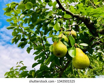 Packham pears growing on the tree ready for harvest