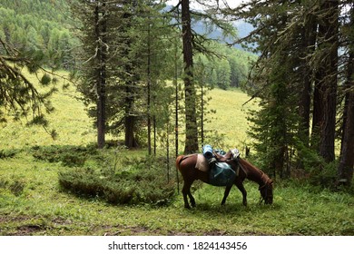 A Packhorse Grazing In The Forest