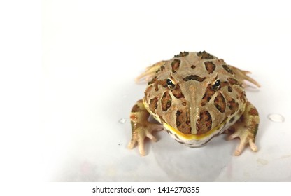 Packman Frog Horned Argentina Toad Full Stock Photo 1414270355