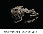 Pacman frog skeleton black background