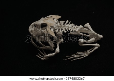 Pacman frog skeleton black background