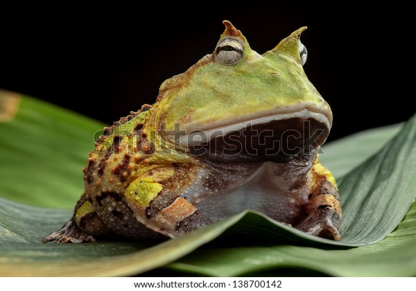 Pacman frog or\
toad, South American horned frogs Ceratophrys cornuta Tropical rain\
forest animal living in the Amazon rainforest of Brazil Suriname\
kept as exotic pet\
animal