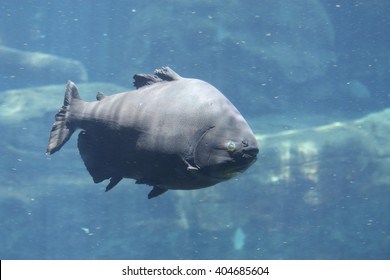 Pacu