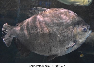 108 Black fin pacu Images, Stock Photos & Vectors | Shutterstock