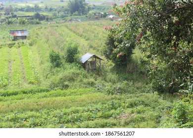 PADANG PANJANG, INDONESIA - A Thriving Stretch Of Agricultural Land For The Koto Baru Padang Panjang Community, 4 December 2020