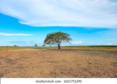 Padang Savana Baluran National Park