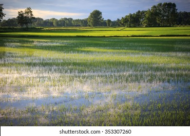 Italian Rice Images, Stock Photos & Vectors | Shutterstock
