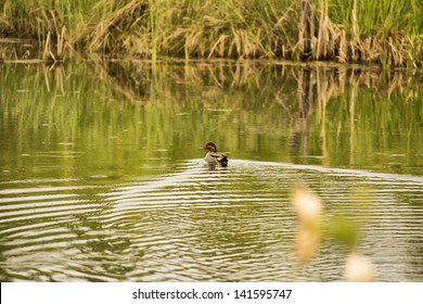 4,697 Ducks paddling Images, Stock Photos & Vectors | Shutterstock