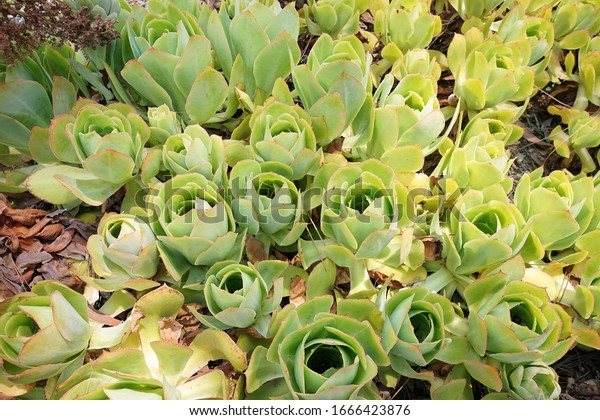 paddlr plant or desert cabbage, ucculent plant\
native to South Africa